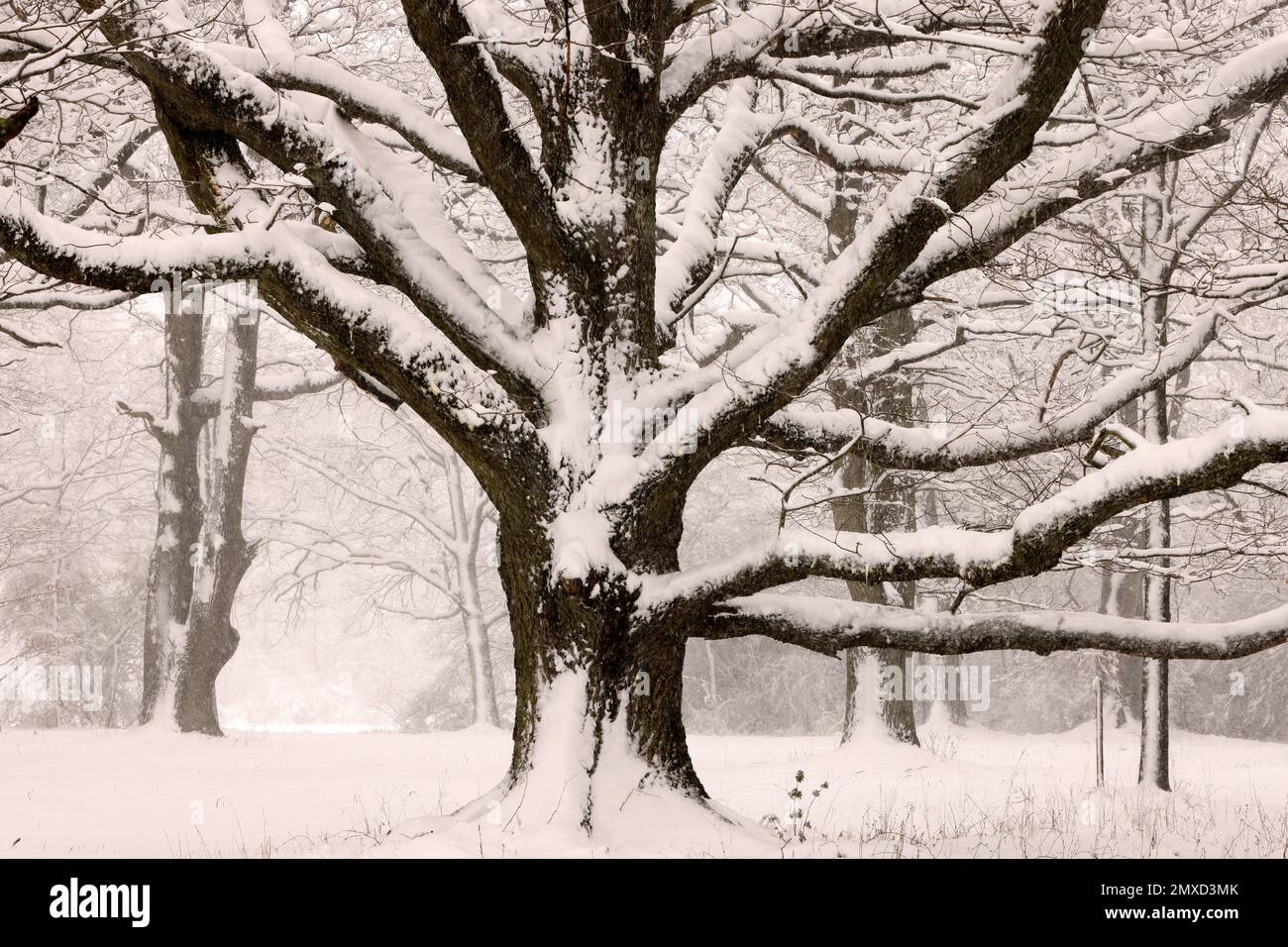 Quercia comune, quercia pedunculata, quercia inglese (Quercus robur, Quercus pedunculata), quercia monumentale coperta di neve, Germania Foto Stock