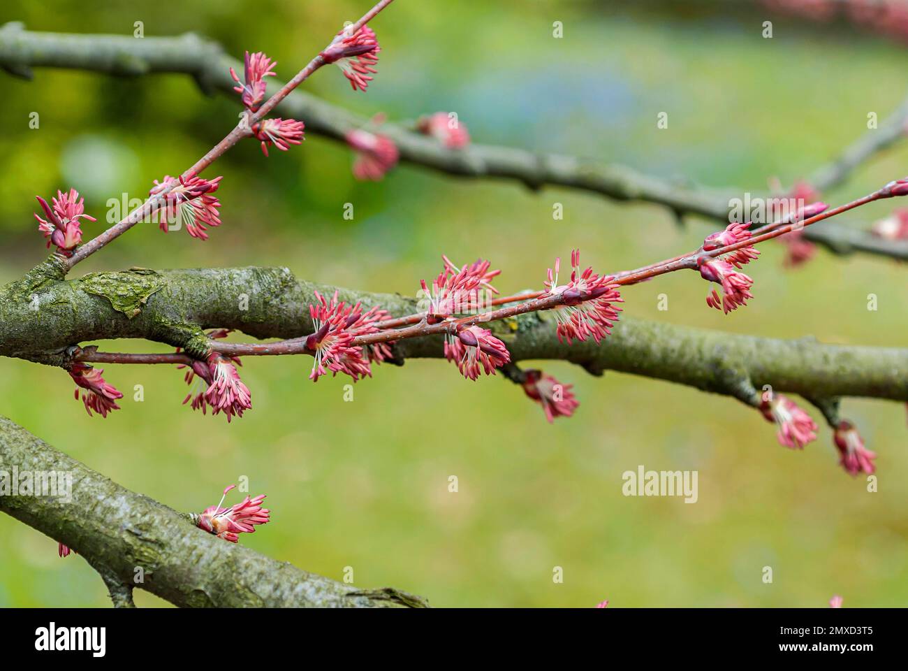katsura (Cercidiphyllum japonicum), ramo con fiori maschi Foto Stock