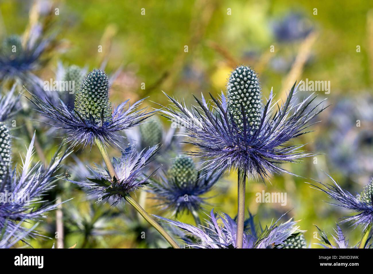 Agrifoglio di mare alpino, eryngo alpino, Regina delle alpi (Eryngium alpinum), fioritura, Svizzera, Kanton Berna Foto Stock