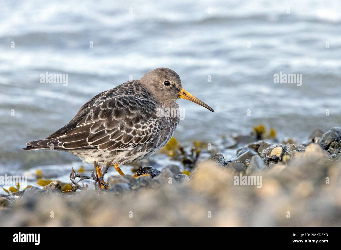 Il sandpiper viola (Calidris maritima), che si erge sulla costa settentrionale del mare, Paesi Bassi, Frisia, Paesens Foto Stock