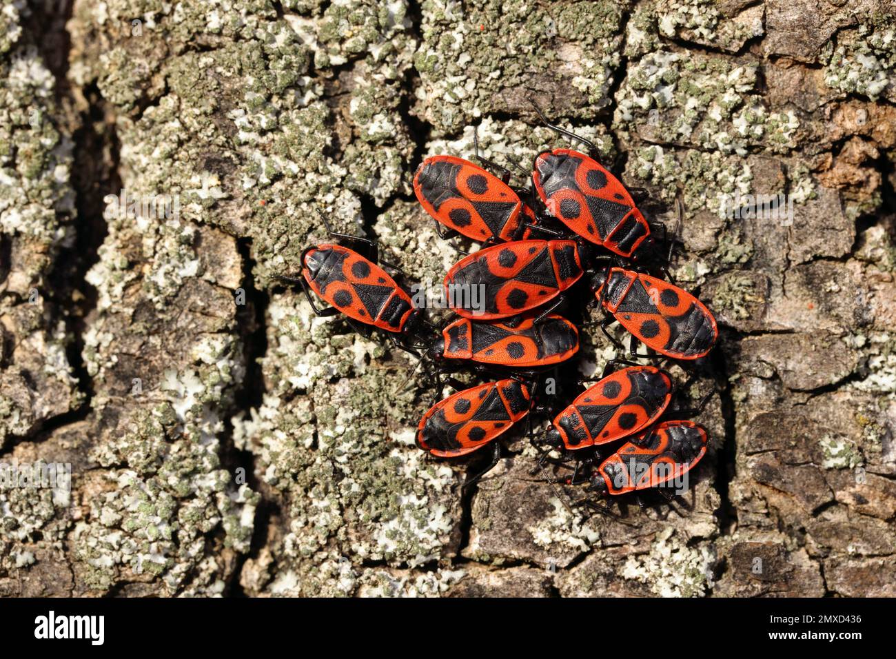 firebug (Pyrhocoris apterus), gruppo di insetti di fuoco sulla corteccia dell'albero, Germania Foto Stock