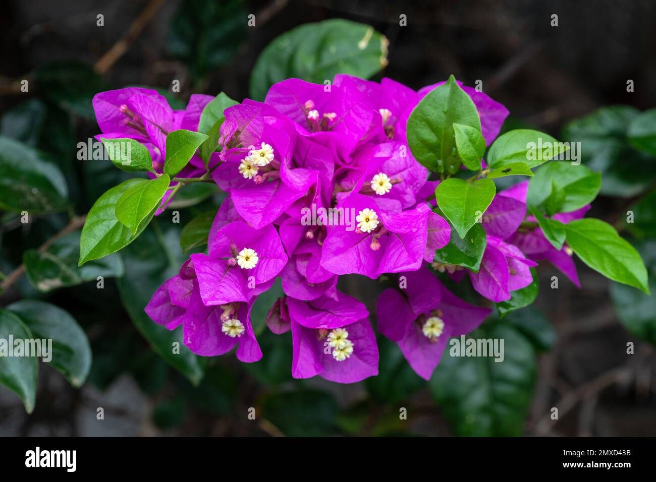 Carta pianta, quattro-ore (Bougainvillea-Hybride), fiori e foglie, Isole Canarie, Lanzarote Foto Stock