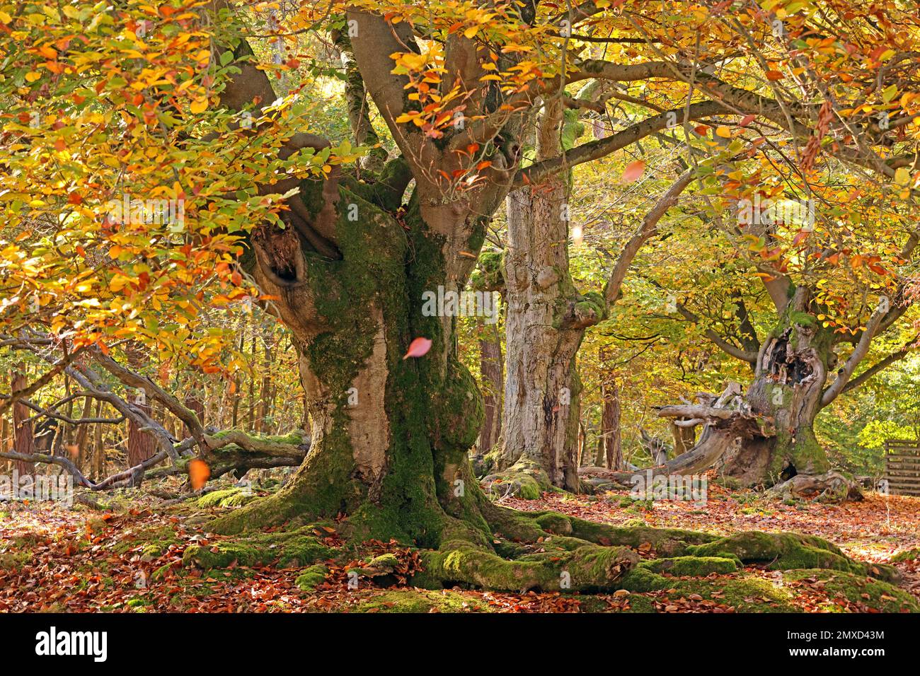 Faggio comune (Fagus sylvatica), vecchio faggio pastorale in autunno, Germania, Assia, Naturdenkmal Halloh Foto Stock