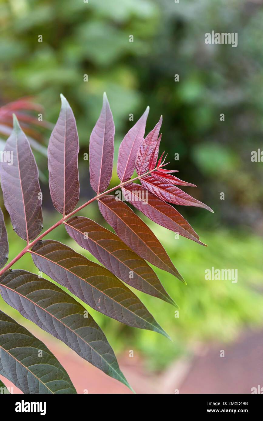Albero del cielo, albero del cielo (Ailanthus altissima 'Drago Viola', Ailanthus altissima Drago Viola, Ailanthus glandulosa), cultivar Foto Stock