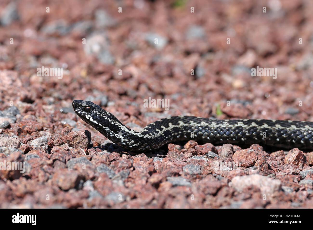 Adder, vipera comune, vipera comune europea, vipera comune (Vipera berus), che si insinua su un sentiero, Finlandia, Aland Foto Stock