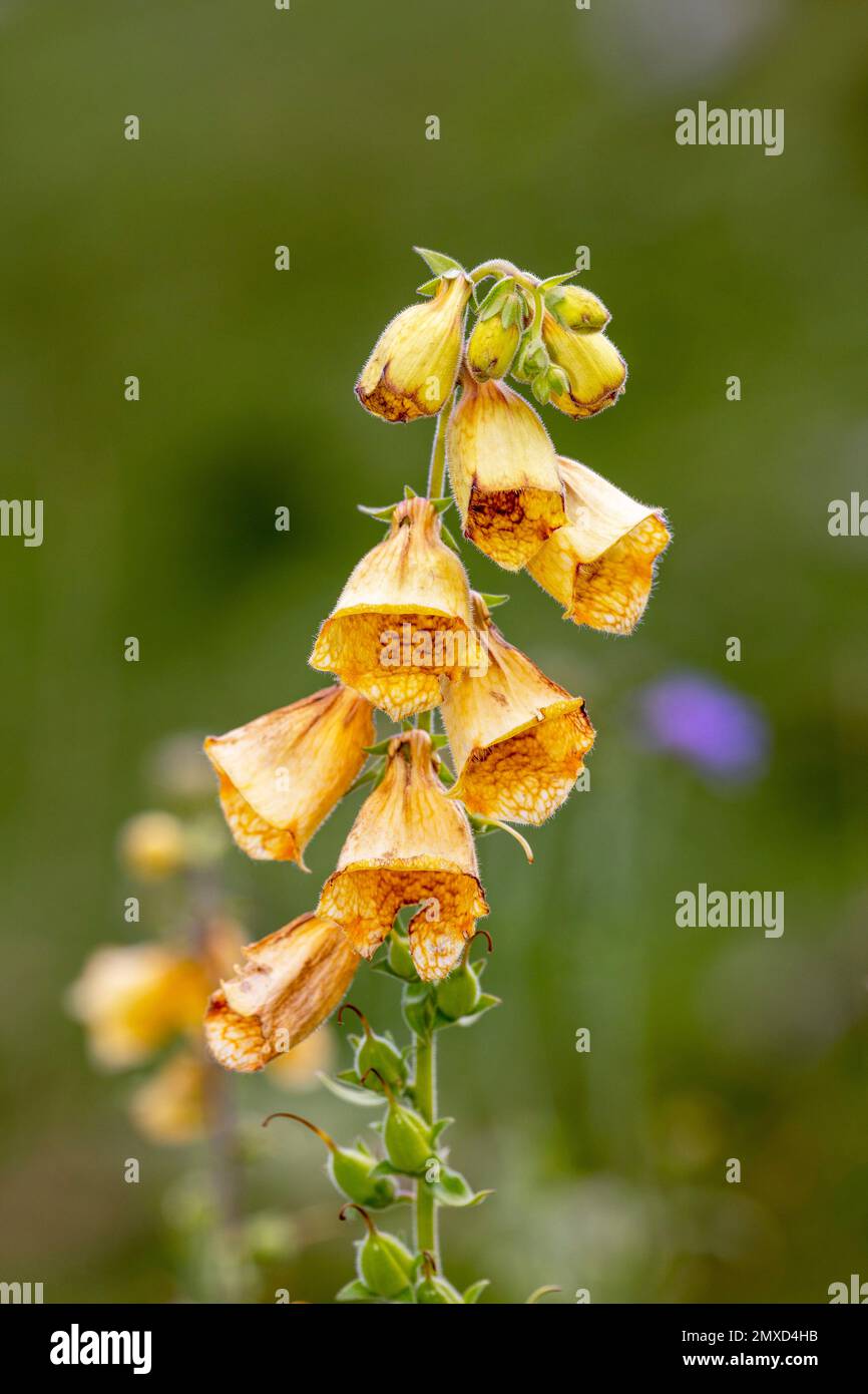 Foxguanto giallo grande, foxguanto perenne giallo (Digitalis grandiflora), infiorescenza, Svizzera, Schynige Platte Foto Stock