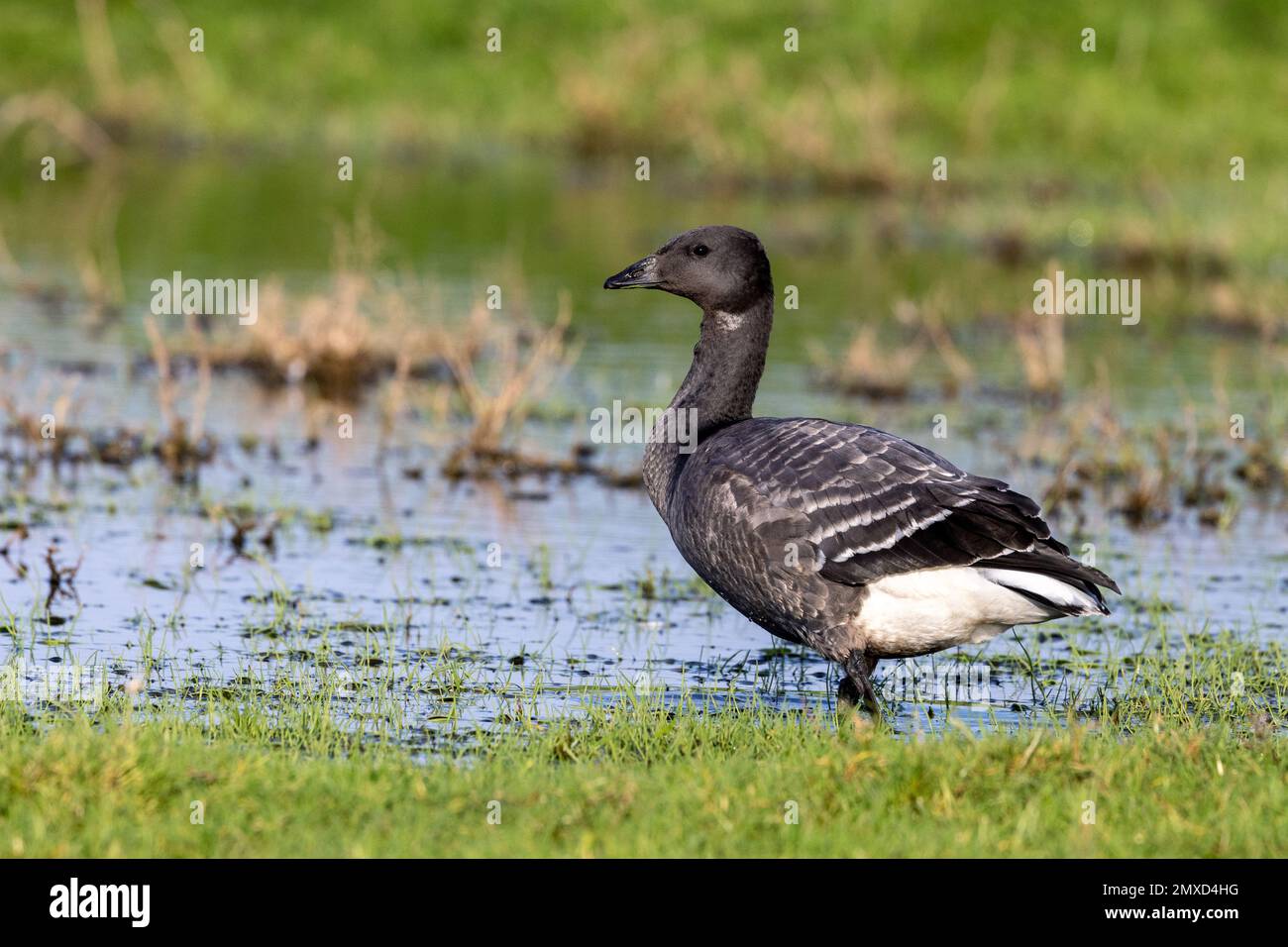 L'oca Branta (Branta bernicla), in piumaggio giovanile, in piedi sul lato del mare, Paesi Bassi, Frisia, Paesens Foto Stock