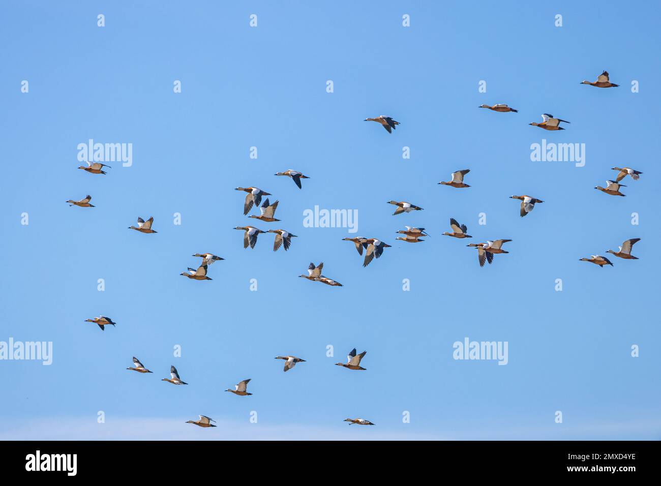 Ruddy shelduck (Tadorna ferruginea, Casarca ferruginea), grande gregge a cielo blu, Isole Canarie, Fuerteventura Foto Stock