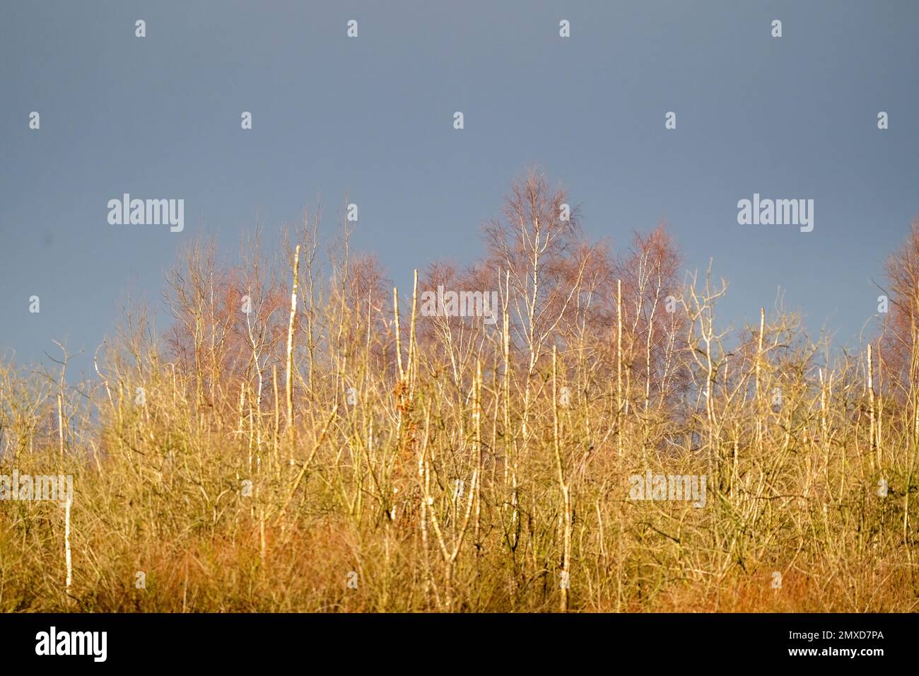 una parte di alberi con foglie multicolori nel parco. Cielo blu, autunno, sfondo, struttura, oro Foto Stock