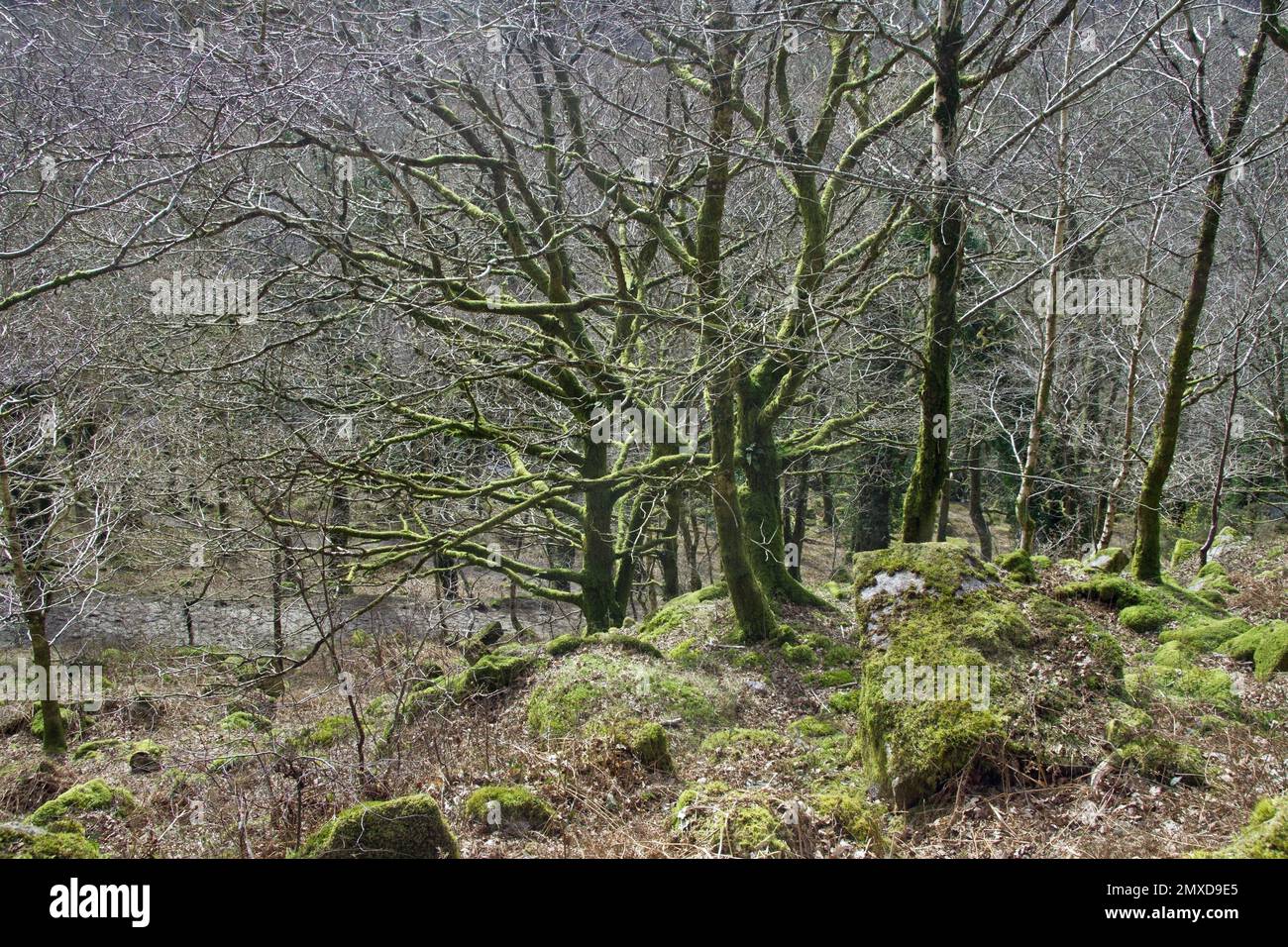 Gli alberi ricoperti di muschio a Shaugh Woods accanto al fiume Meavy nel Devon meridionale Foto Stock