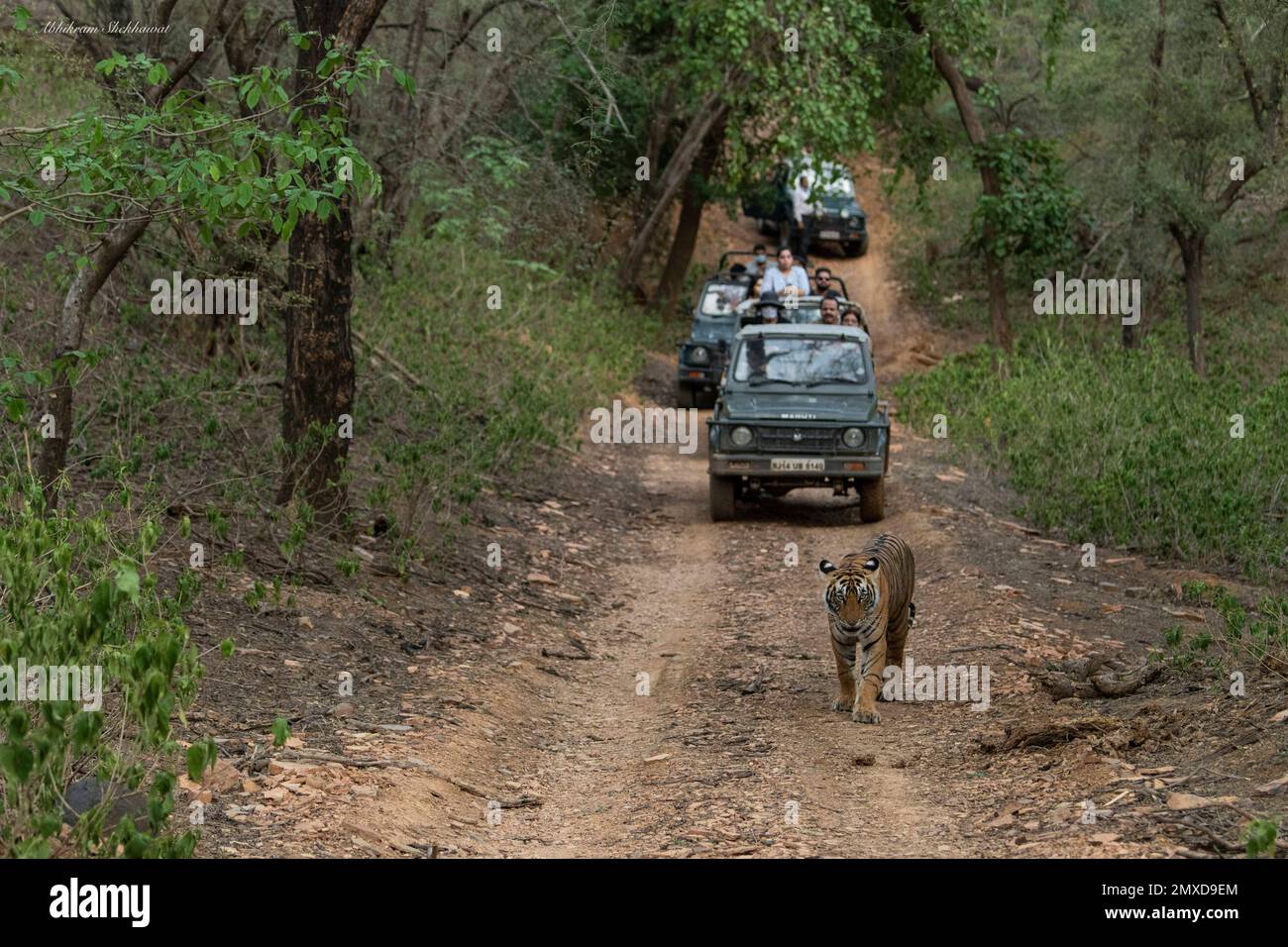 Rallentamento del traffico. India: QUESTA TIGRE PIGRA decide di bloccare la strada per i turisti di passaggio, diventando come l'attrazione principale sul loro safari.One immagine mostra Foto Stock