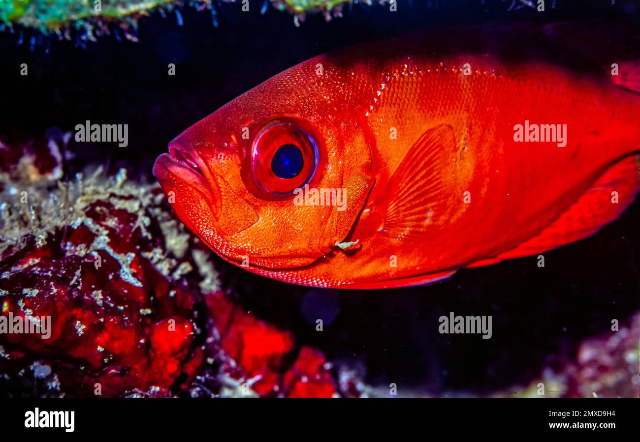 I Priacanthidae, i bigeyes, sono una famiglia di 18 specie di pesci marini alettati a raggi Foto Stock