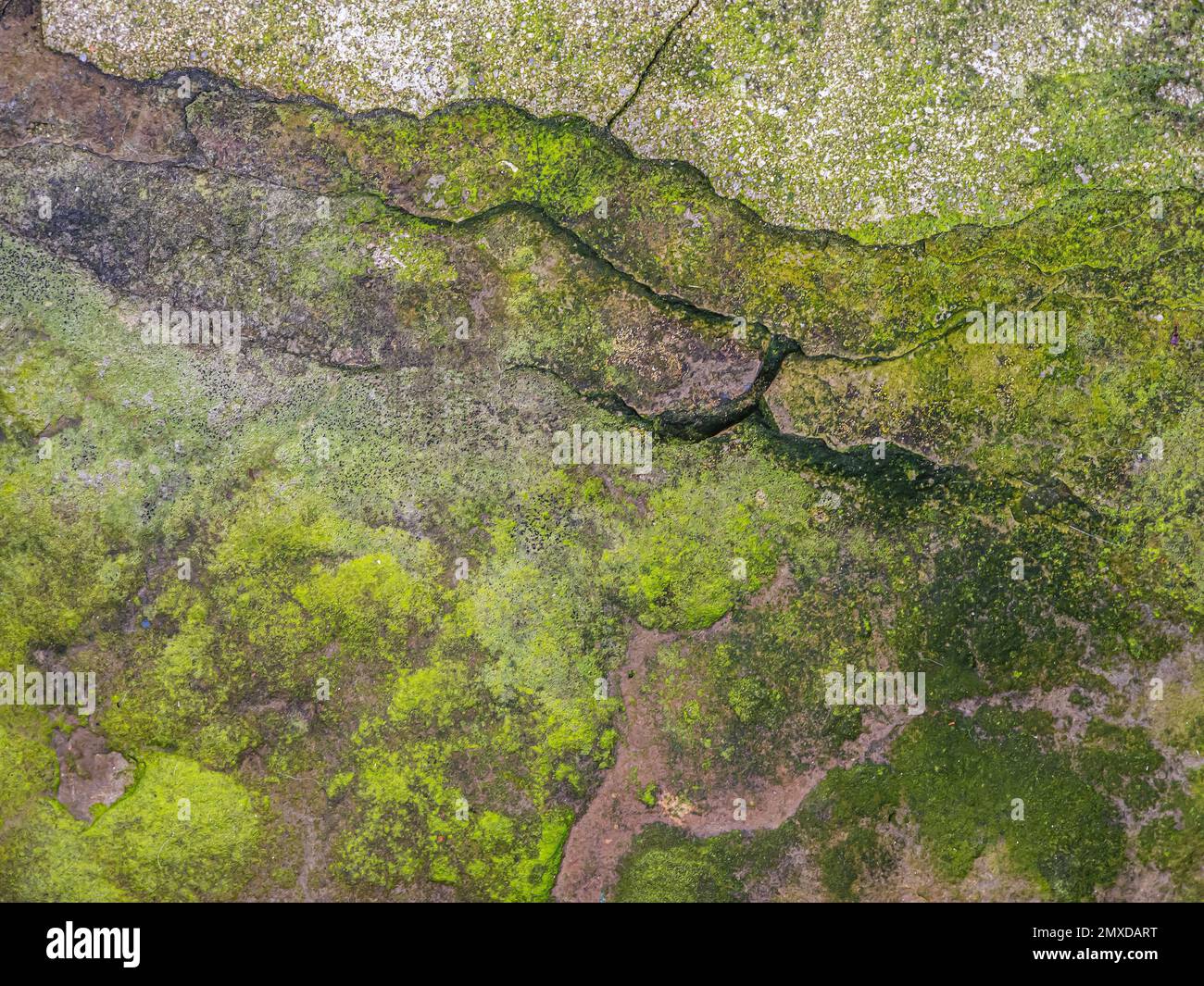 Muschio verde sul marciapiede di Manhattan Foto Stock