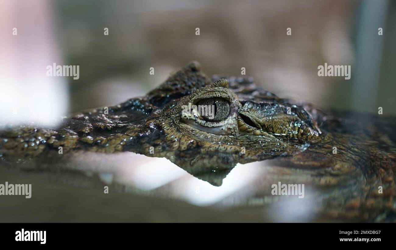 occhio del coccodrillo Foto Stock