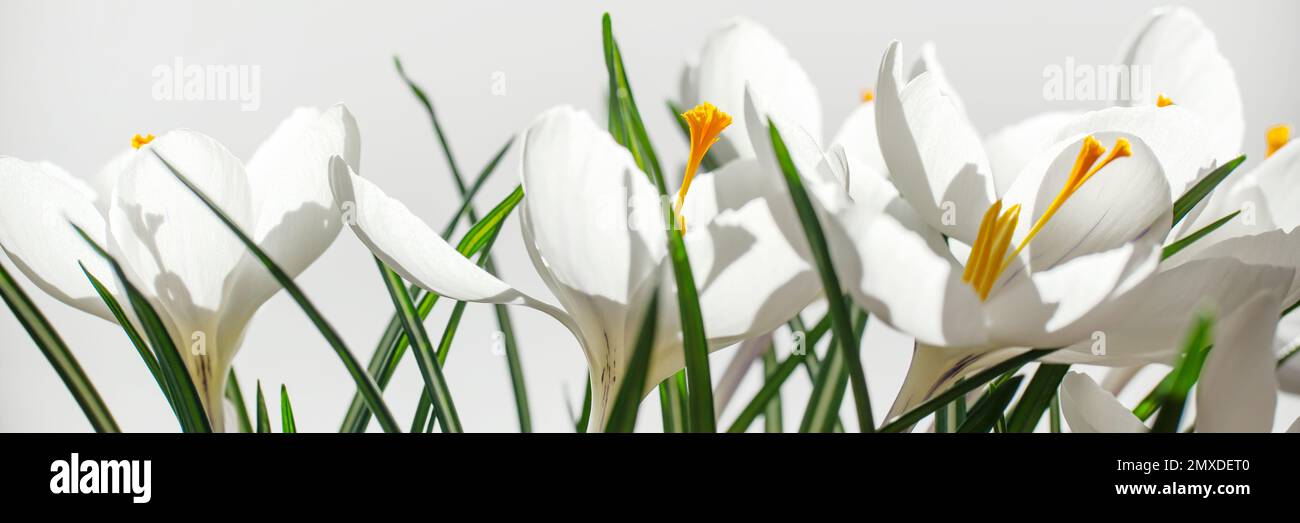 Panorama di croci bianchi su sfondo bianco, banner primavera panoramico Foto Stock