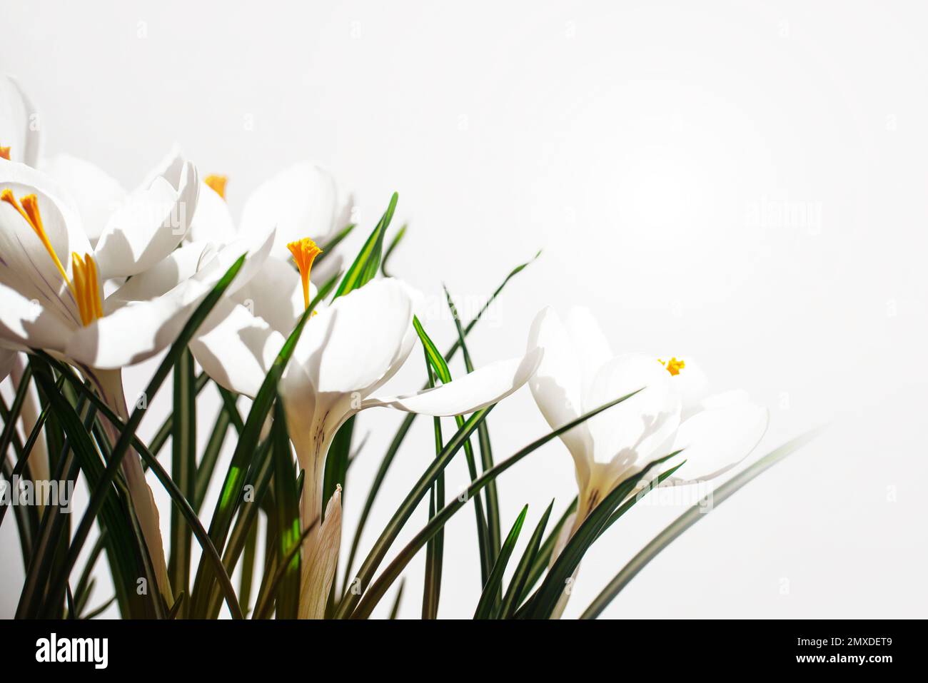 Croci bianchi in primavera su sfondo bianco con spazio di copia Foto Stock