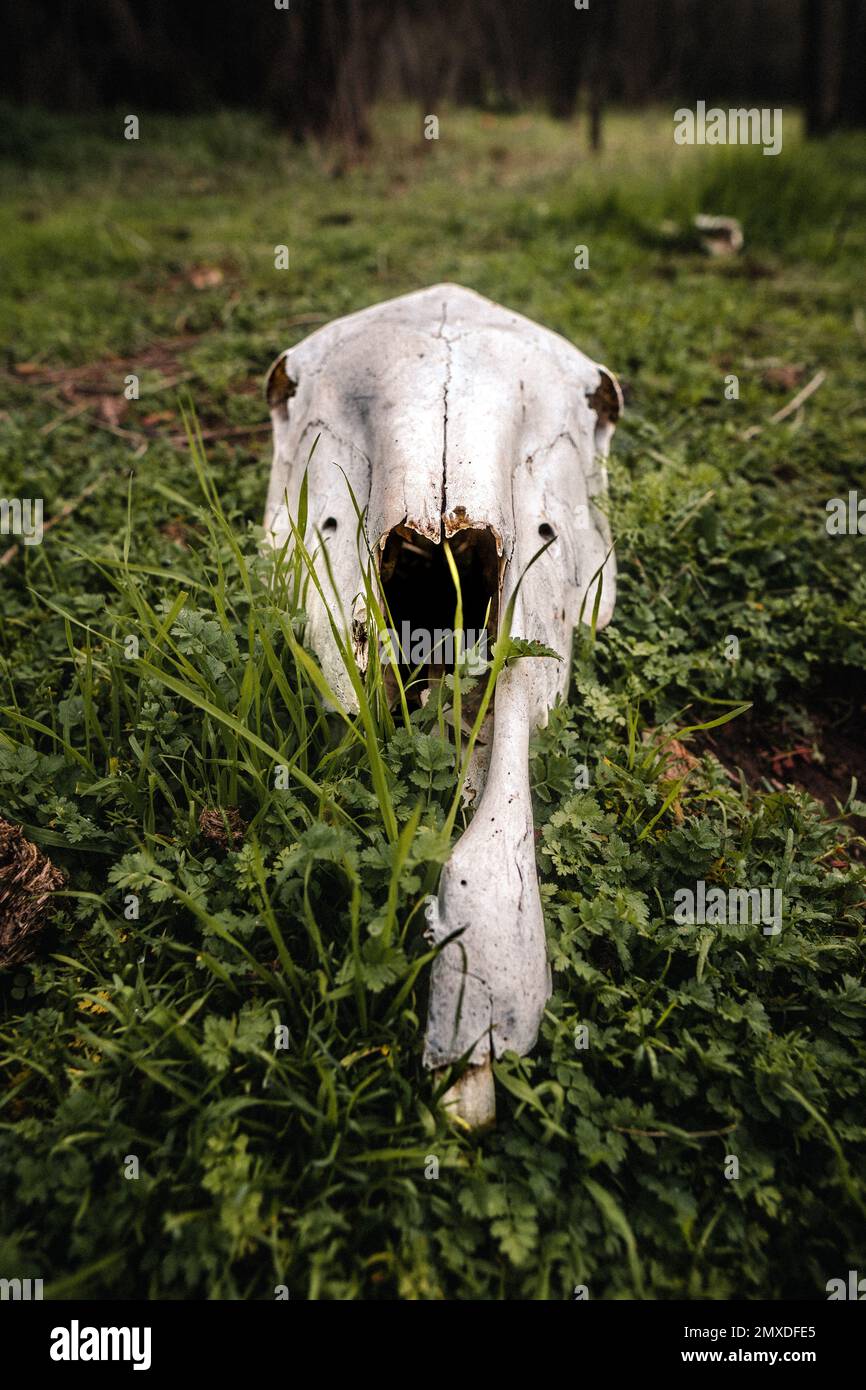 Uno scatto verticale di un cranio di cavallo Foto Stock