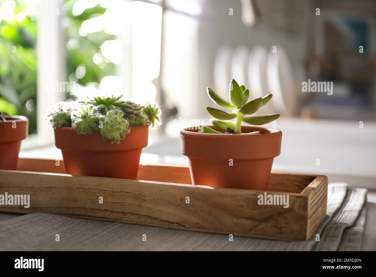 Belle echeverias in cucina al piano interno. Piante succulente Foto Stock