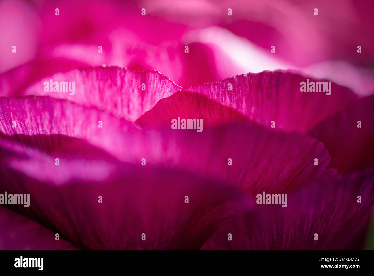 Petali rosa di fiori di tazzuola. Sfondo astratto primaverile Foto Stock
