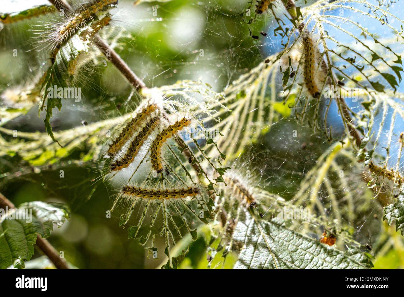 Colonne di gatto fatto bozzoli su albero. I pilastri mangiano tutte le foglie in albero e rami gemellati di rete in bozzolo. Bruco di farfalla in bozzolo su Foto Stock