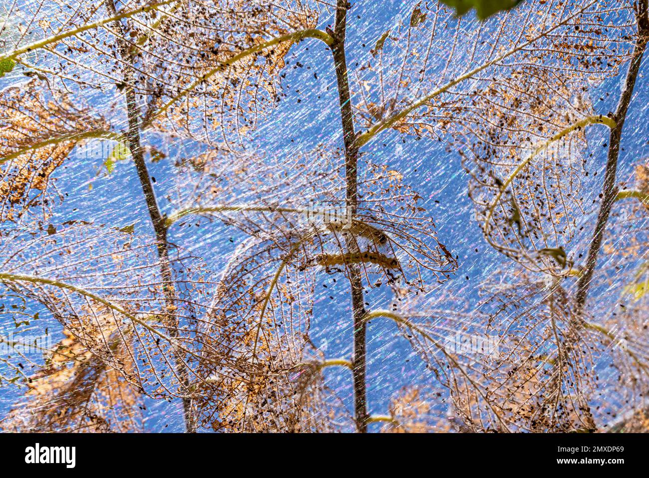 Colonne di gatto fatto bozzoli su albero. I pilastri mangiano tutte le foglie in albero e rami gemellati di rete in bozzolo. Bruco di farfalla in bozzolo su Foto Stock