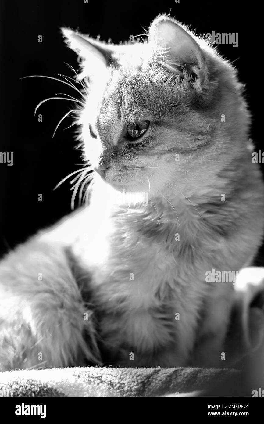 Bel gatto primo piano. Foto in bianco e nero di un gatto Foto Stock