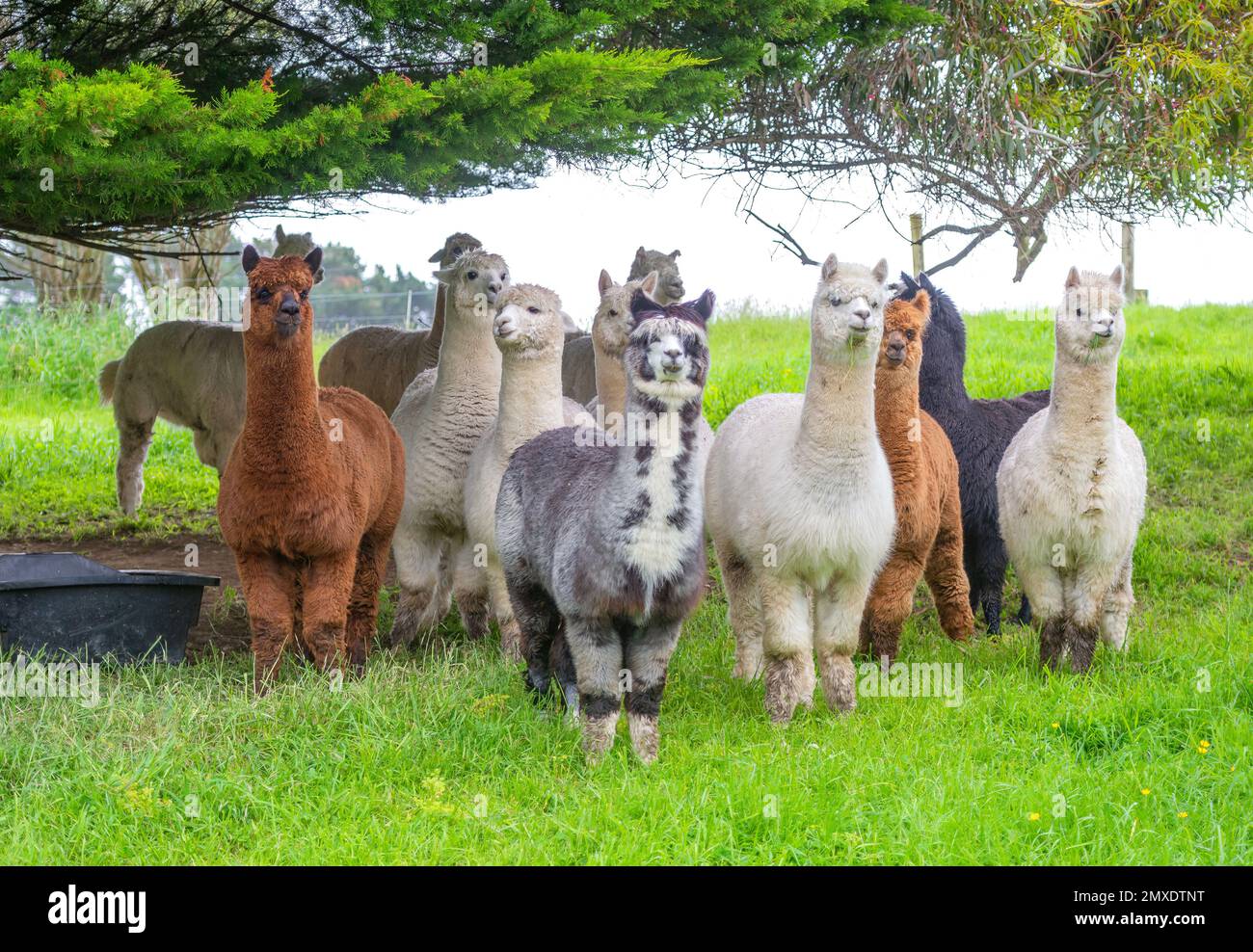 Un gruppo di variopinti alpaca Huacaya alleva i lama sull'erba verde. Foto Stock