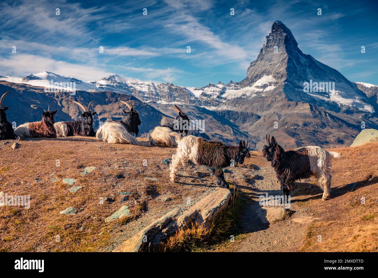 Capre bianche e nere con la cima del Cervino sullo sfondo. Splendida scena autunnale delle Alpi svizzere, località del villaggio di Zermatt, Svizzera, Europa. Bellezza Foto Stock