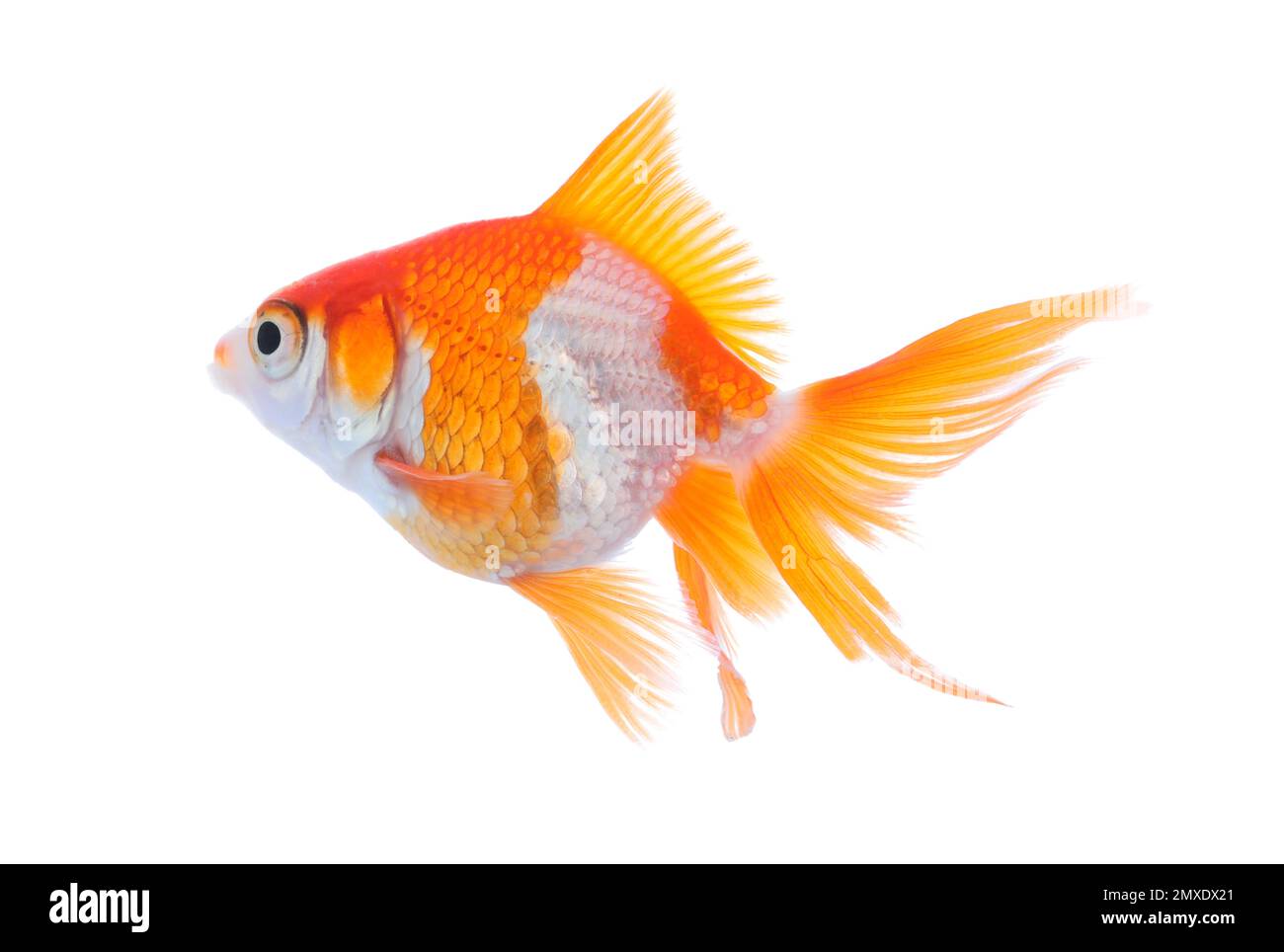 Bellissimo pesce dorato piccolo e luminoso isolato su bianco Foto Stock