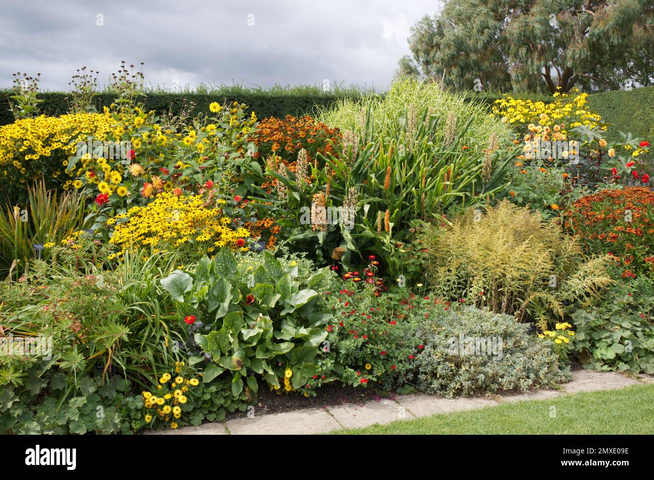 Caldo e luminoso bordo colorato di fiori erbacei perenni, protetti da siepi di tasso a RHS giardino Hyde Hall UK settembre Foto Stock