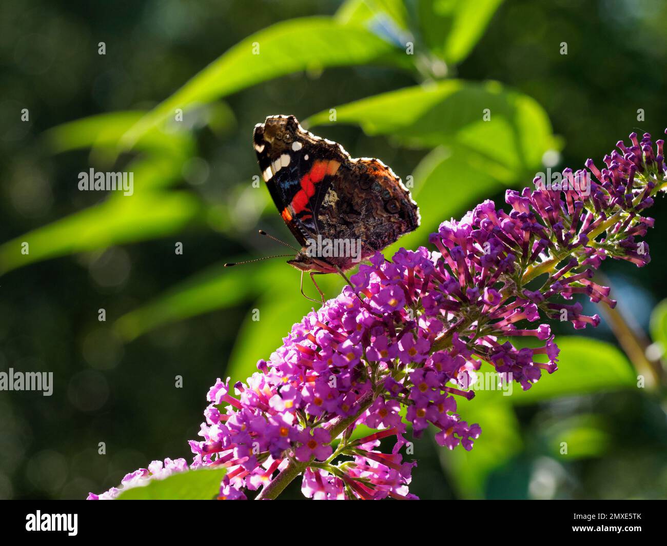 Farfalla dell'Ammiraglio rosso (Vanessa atalanta) che si nutrono di fiori rosa buddleia Foto Stock