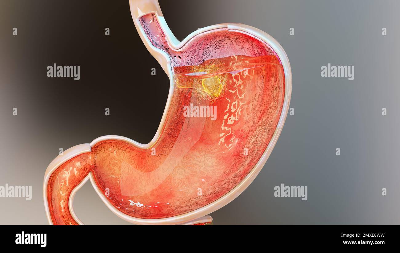 Illustrazione 3d della digestione dell'anatomia dello stomaco umano, reander 3D Foto Stock