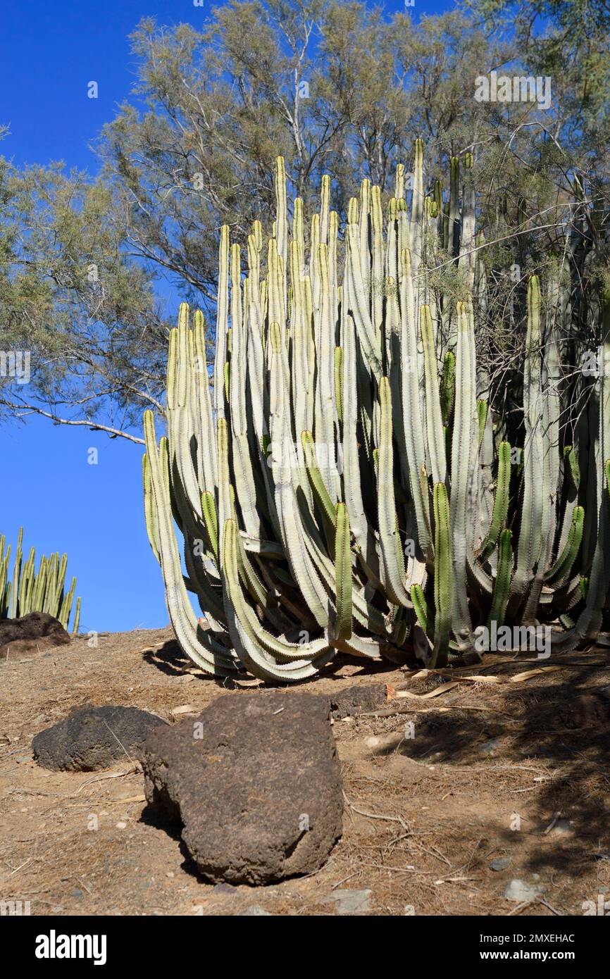 Euphorbia canariensis cactus che cresce selvaggio nelle isole Canarie. Verde cespuglio di succulenti contro il cielo blu. Clima caldo sull'isola vulcanica Foto Stock