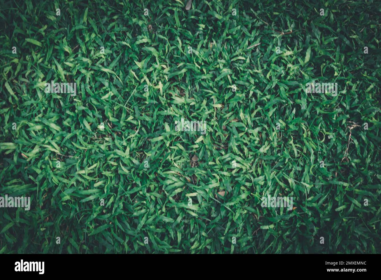 Verde erba sfondo, texture, pattern.Top vista fresco scuro Foto Stock