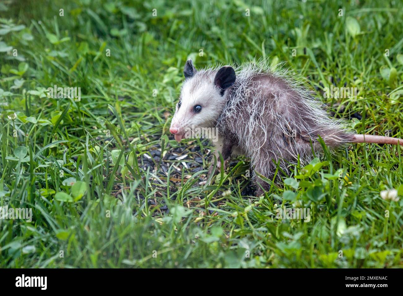Un opossum cerca i semi caduti nell'erba verde di un cortile. Foto Stock