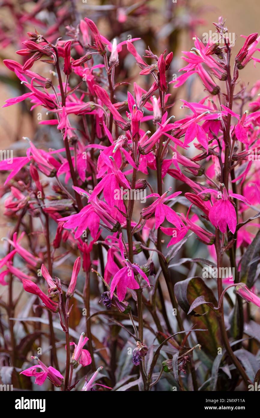 Lobelia speciosa Russian Princess viola-fiorito, Lobelia Russian Princess, cremisi scura e verde fogliame verde scuro magenta / fiori rossi Foto Stock