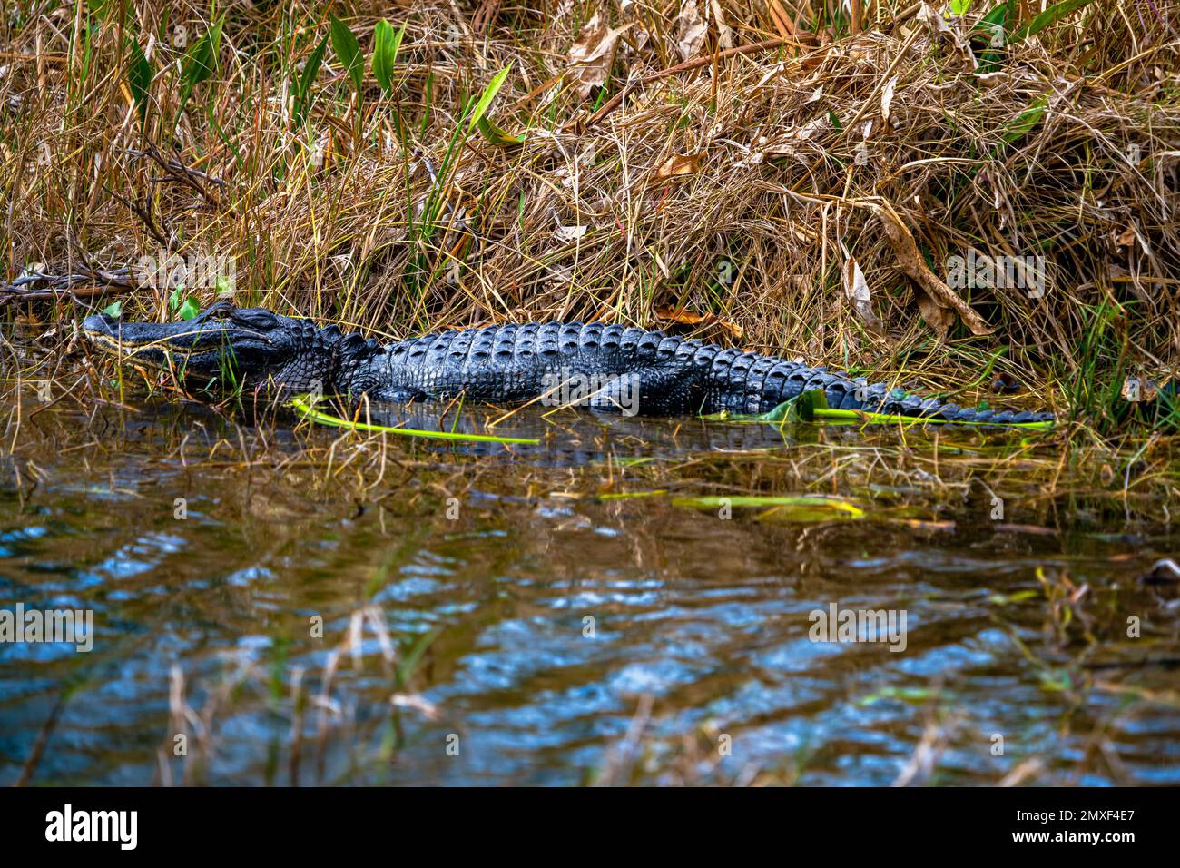 Florida Gator Foto Stock