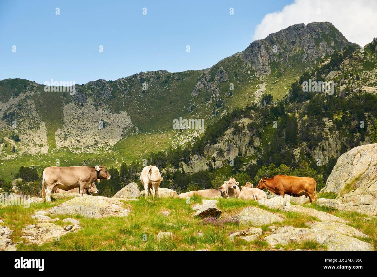 Bestiame con montagne sullo sfondo del Parco Nazionale di Aigüestortes i Estany de Sant Maurici (valle di Aran, Lleida, Pirenei, Cataluña, Spagna) Foto Stock