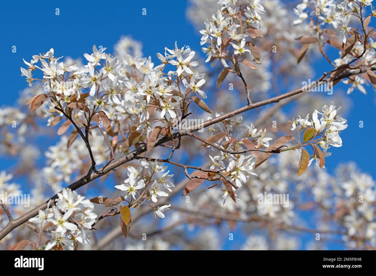 Bloosoms della pera di roccia, Amelanchier lamarckii, in primavera Foto Stock