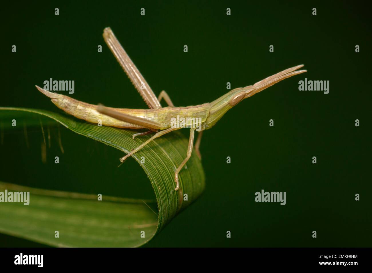 Immagine di Gaudy grasshopper (Acrididae) su una foglia verde. Locusta, insetto, animale. Foto Stock