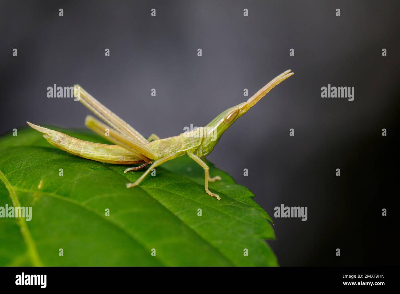 Immagine di Gaudy grasshopper (Acrididae) su una foglia verde. Locusta, insetto, animale. Foto Stock