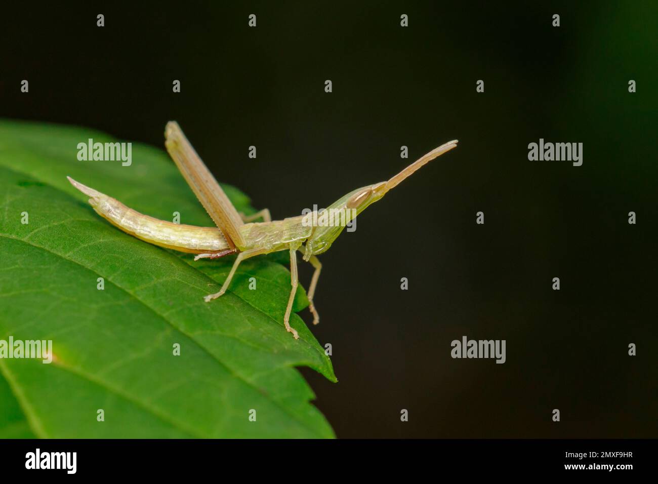 Immagine di Gaudy grasshopper (Acrididae) su una foglia verde. Locusta, insetto, animale. Foto Stock