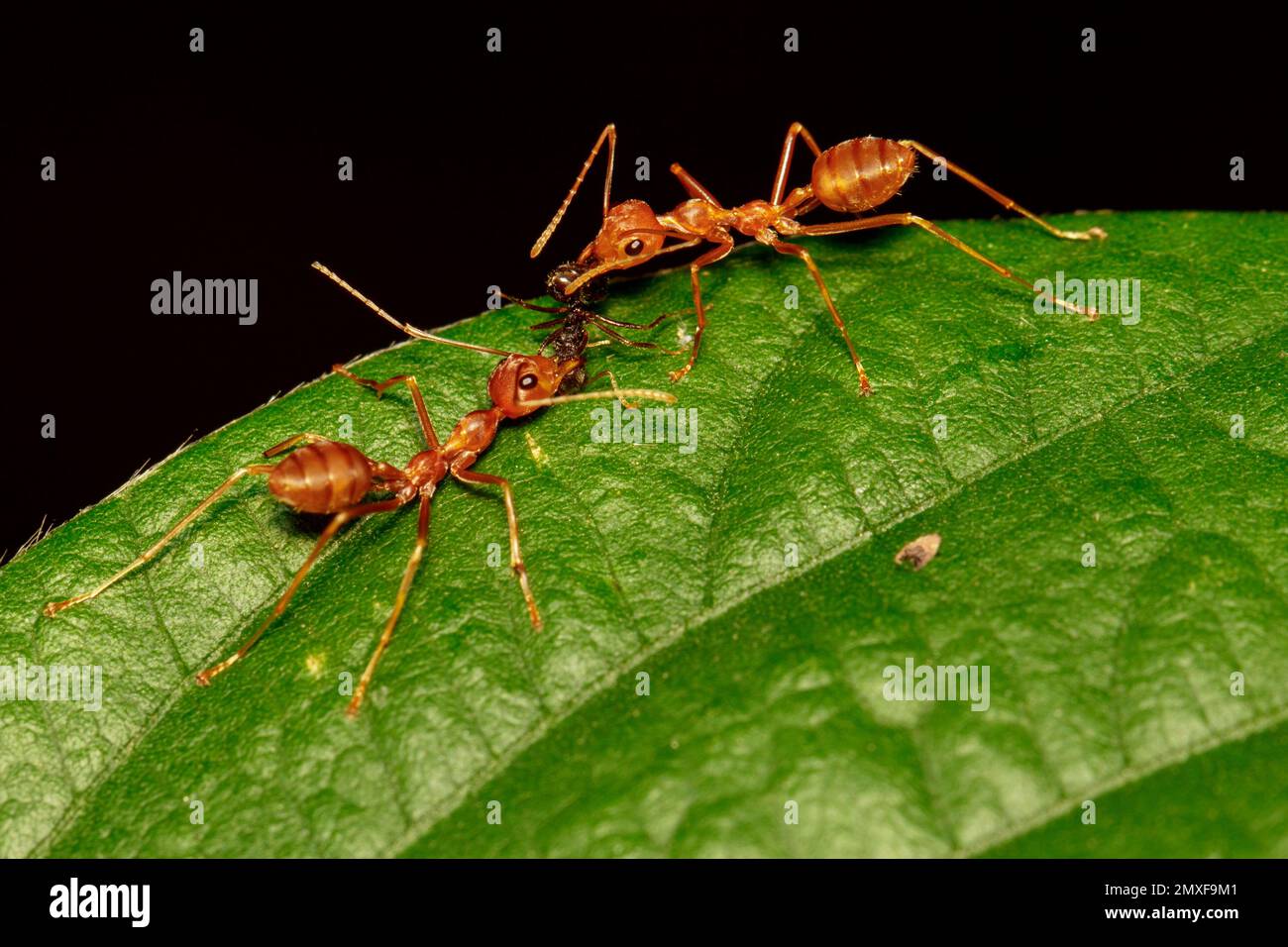 Immagine della formica rossa (Oecophylla smaragnina) sulla foglia verde. Insetto. Animale Foto Stock