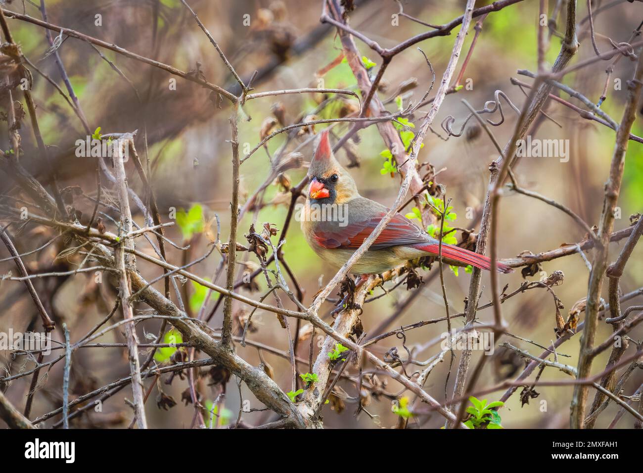 Il cardinale Nord Foto Stock