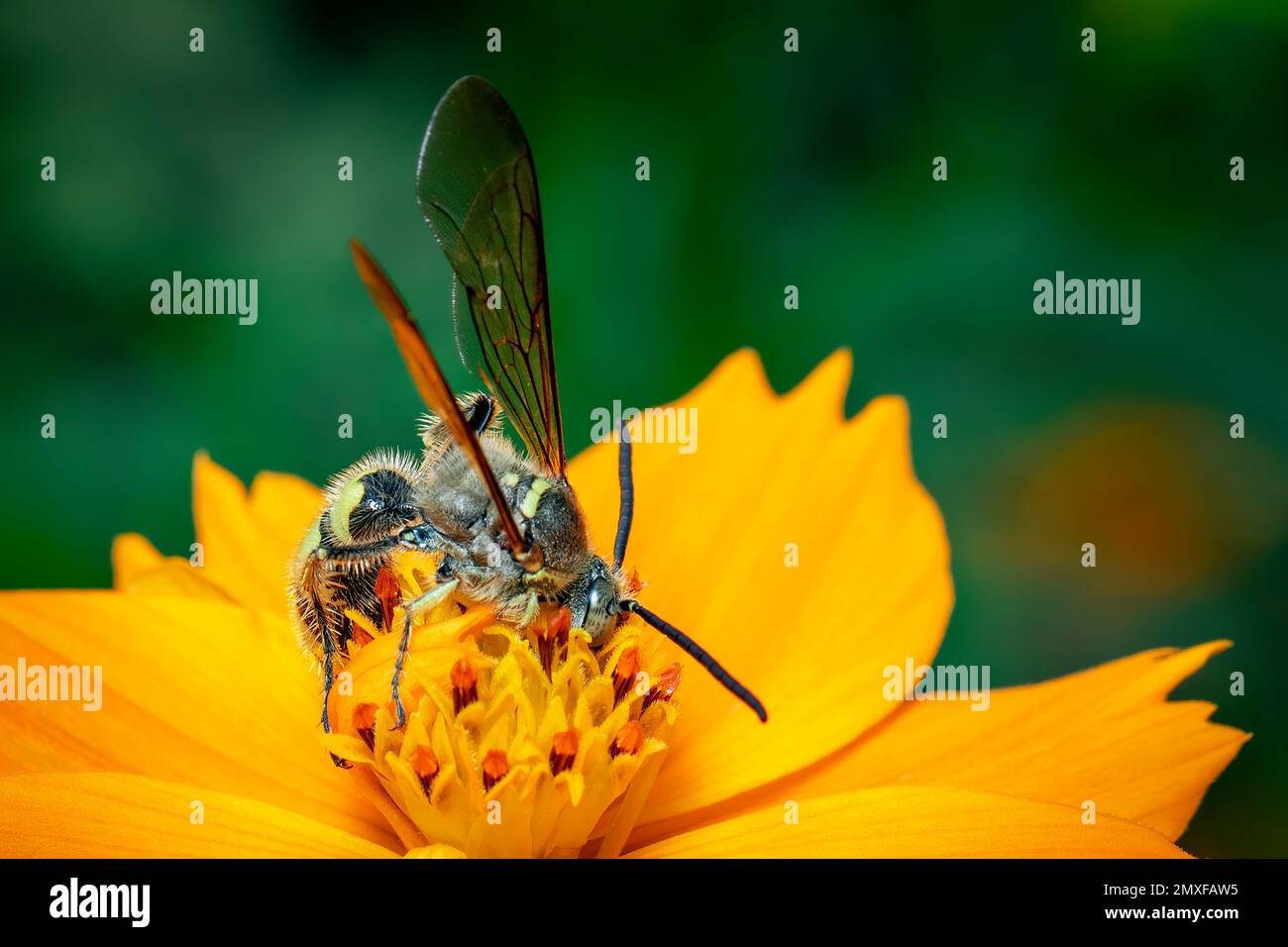 Immagine di Beewolf o Beewolves (Philanthus) su fiore giallo su sfondo naturale. Sono cacciatori di api o vespe di ape-killer., insetto. Animale. Foto Stock