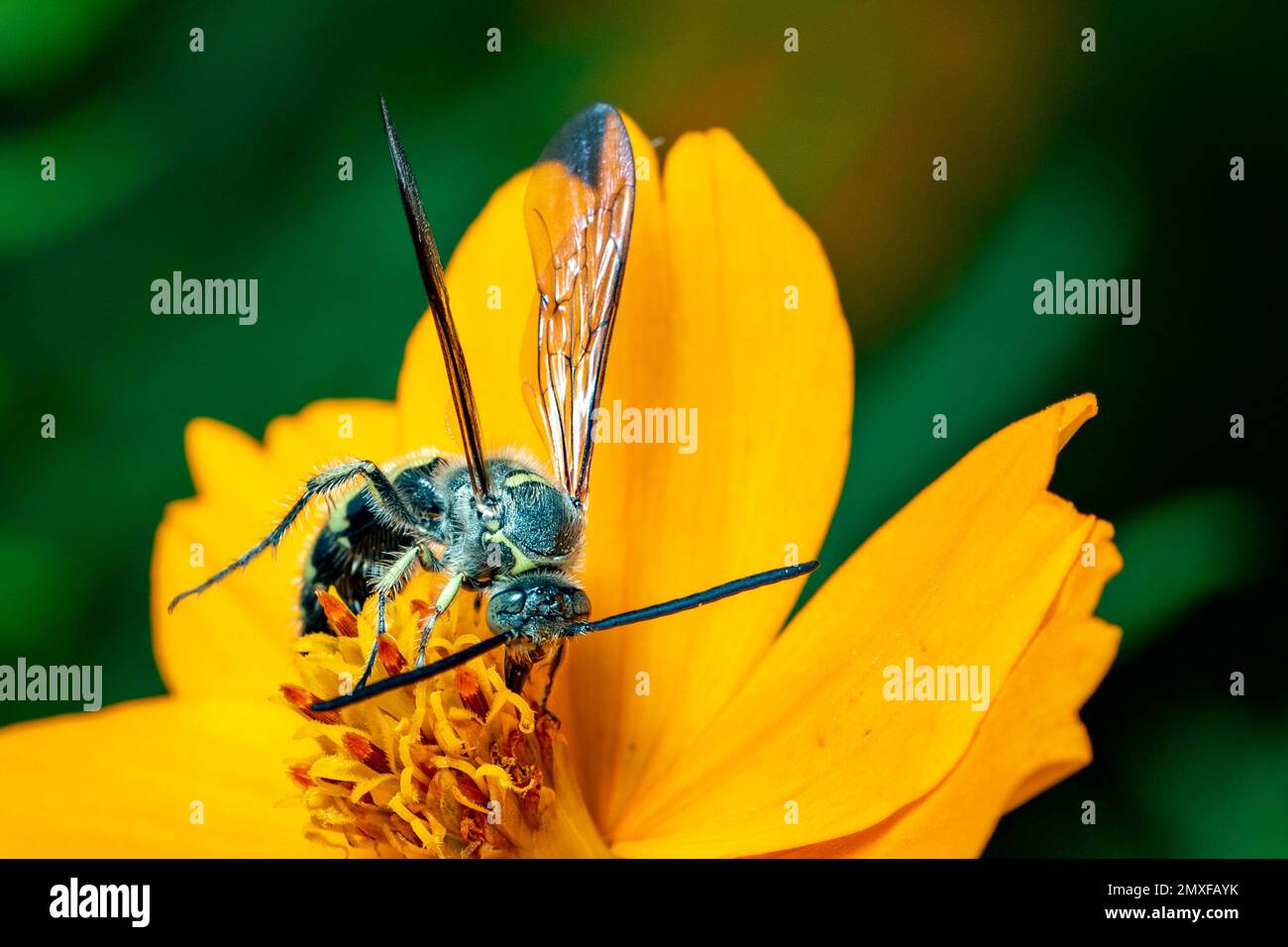 Immagine di Beewolf o Beewolves (Philanthus) su fiore giallo su sfondo naturale. Sono cacciatori di api o vespe di ape-killer., insetto. Animale. Foto Stock