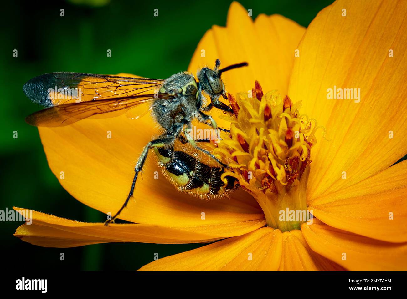 Immagine di Beewolf o Beewolves (Philanthus) su fiore giallo su sfondo naturale. Sono cacciatori di api o vespe di ape-killer., insetto. Animale. Foto Stock
