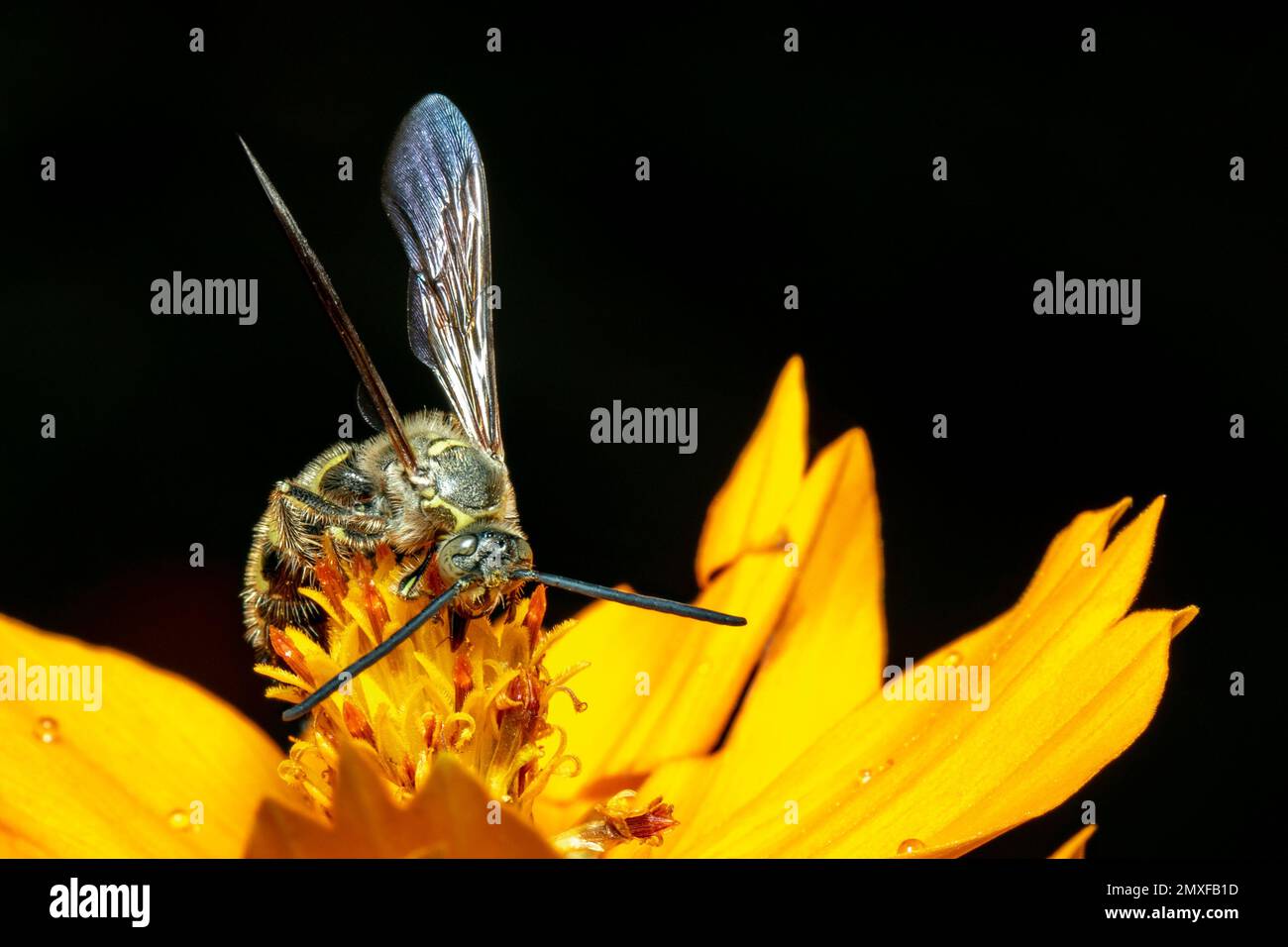 Immagine di Beewolf o Beewolves (Philanthus) su fiore giallo su sfondo naturale. Sono cacciatori di api o vespe di ape-killer., insetto. Animale. Foto Stock
