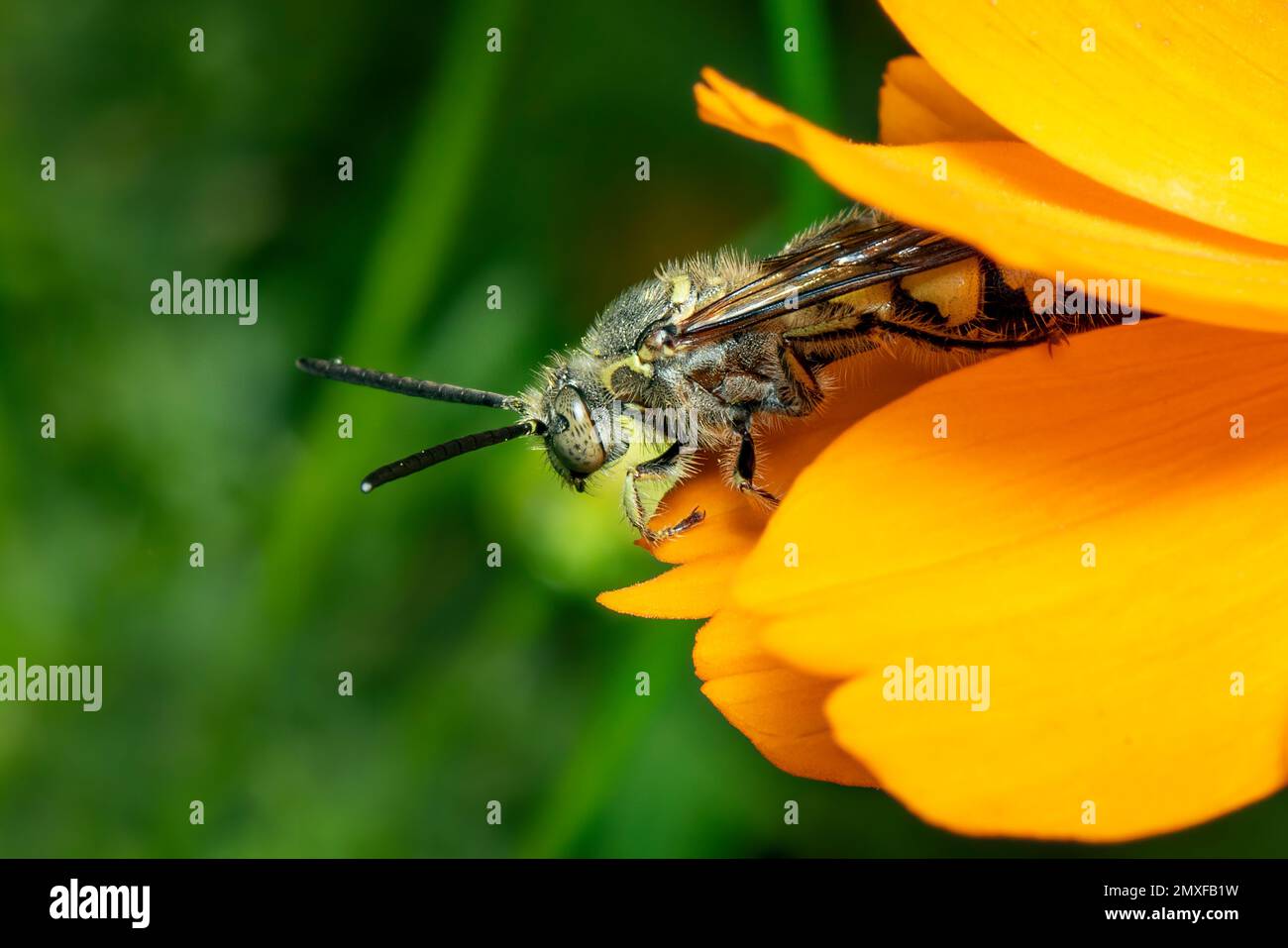 Immagine di Beewolf o Beewolves (Philanthus) su fiore giallo su sfondo naturale. Sono cacciatori di api o vespe di ape-killer., insetto. Animale. Foto Stock