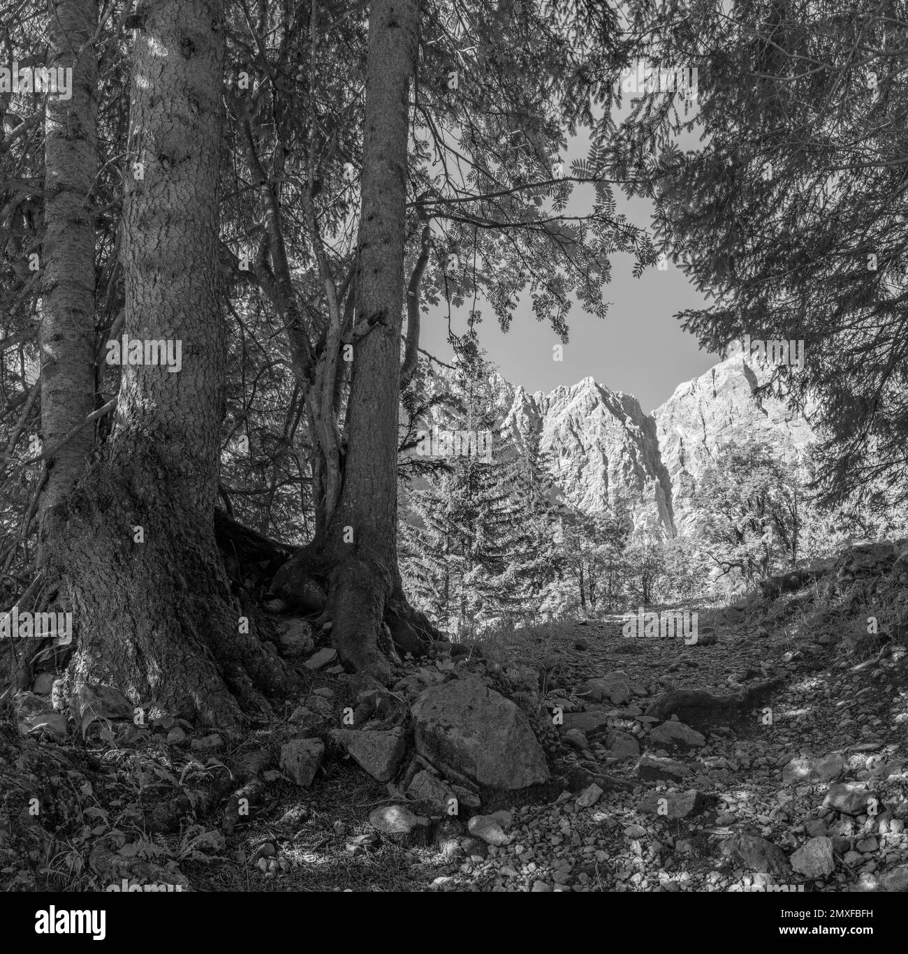 Le pareti nord dei monti Karwendel - le pareti di Grubenkar spitze dalla foresta. Foto Stock